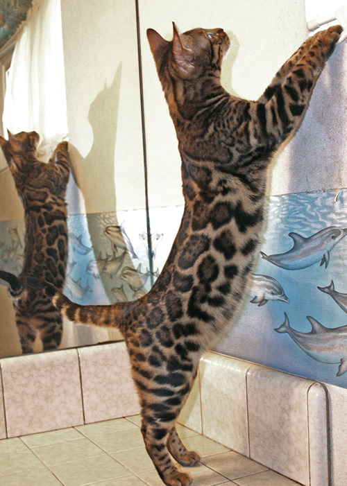 Bengal Kitten