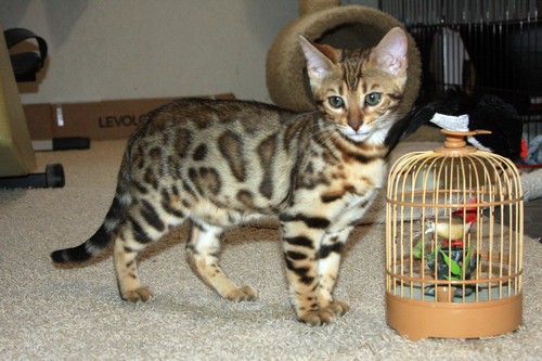 Bengal Kitten