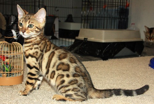 Bengal Kitten