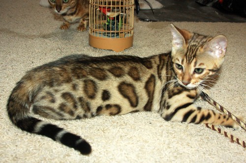 Bengal Kitten