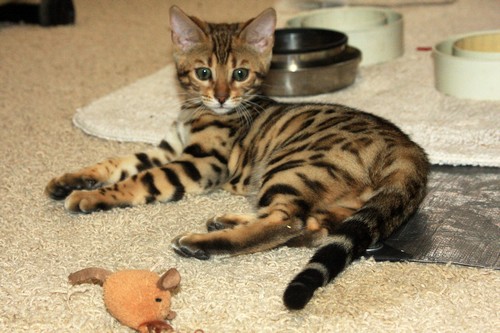 Bengal Kitten