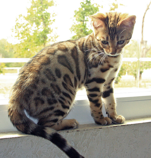 Bengal Kitten