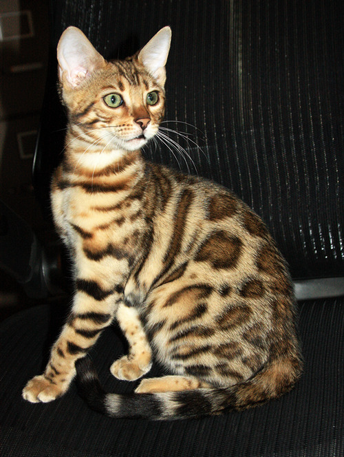 Bengal Kitten