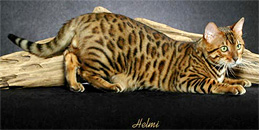 Bengal Cat King