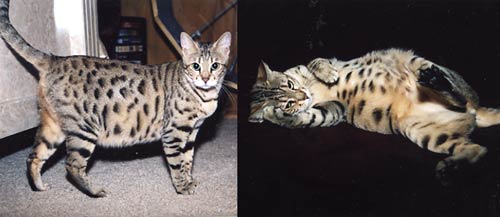 Bengal Kittens