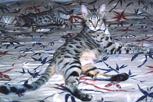Bengal Kittens