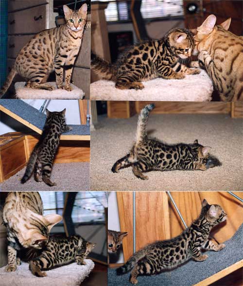 Bengal Kittens