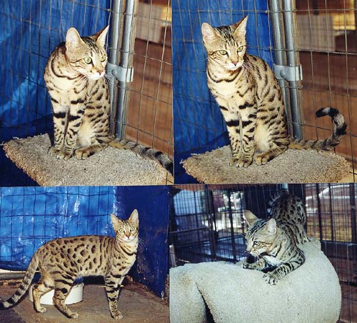 Bengal Kittens