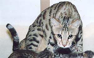 Bengal Kittens
