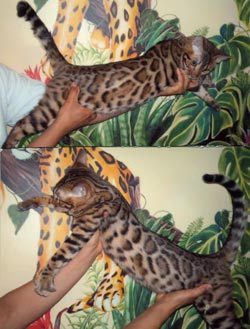 Bengal Kittens