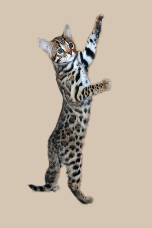 Bengal Kittens