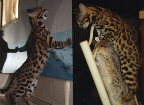 Bengal Kittens