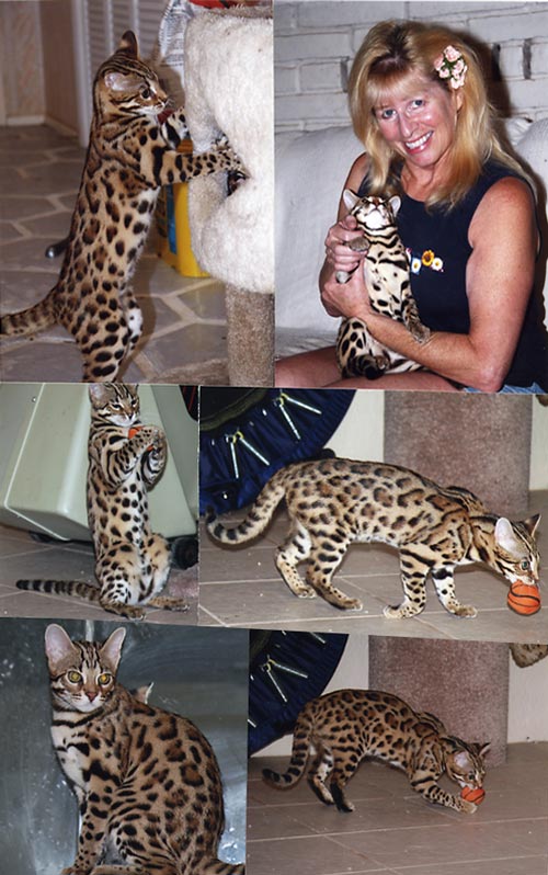 Bengal Kittens