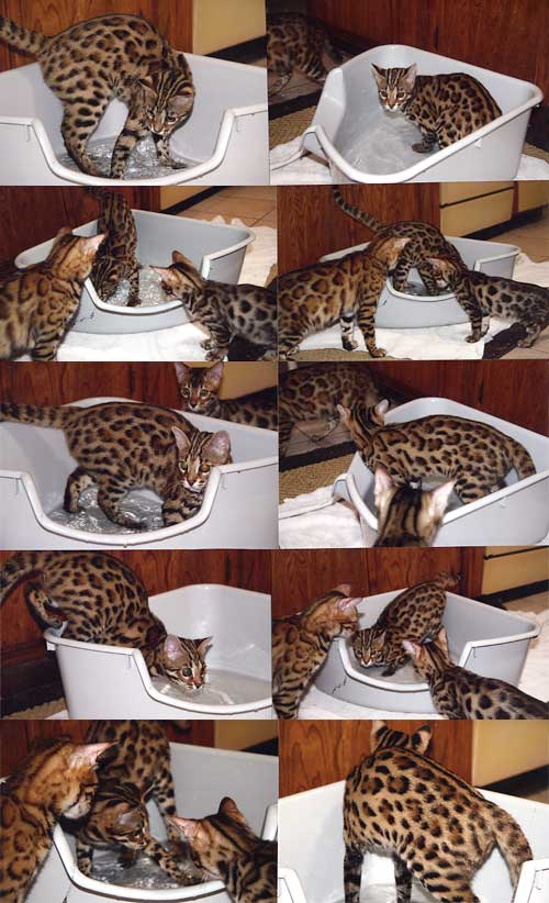 Bengal Kittens