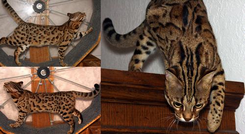 Bengal Kittens
