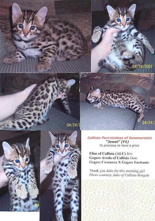 Bengal Kittens