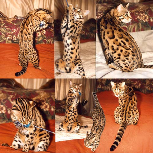 Bengal Kittens
