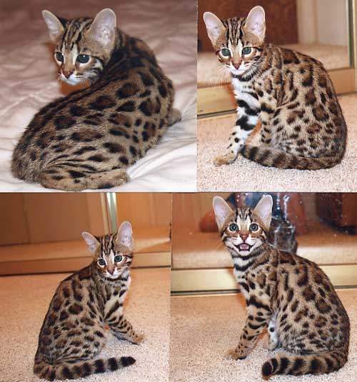Bengal Kittens