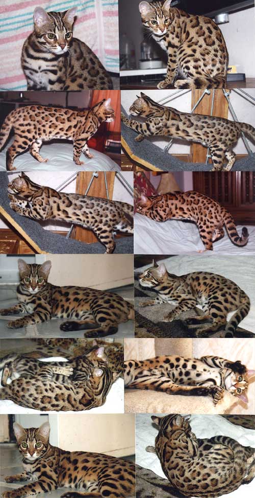 Bengal Kittens