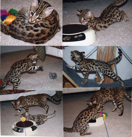 Bengal Kittens