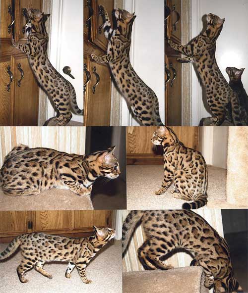 Bengal Kittens