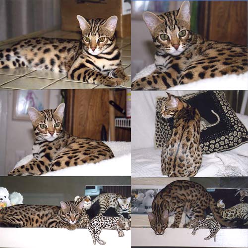 Bengal Kittens
