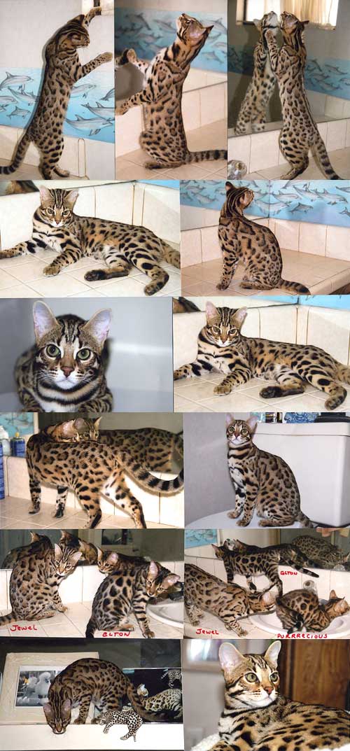 Bengal Kittens