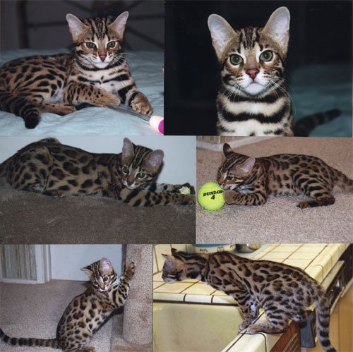 Bengal Kittens
