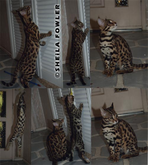 Bengal Kittens