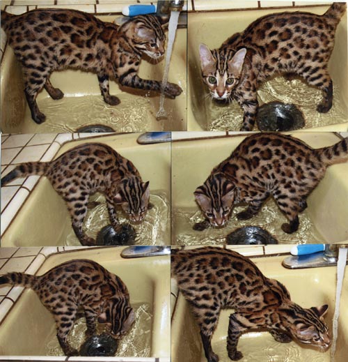 Bengal Kittens