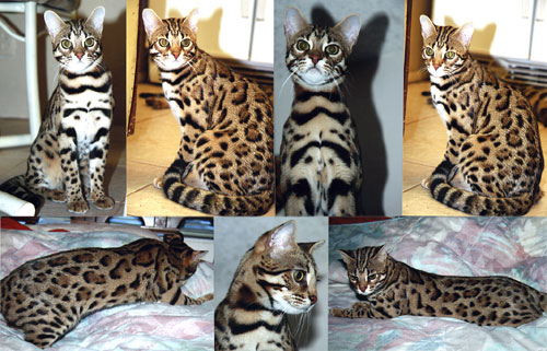 Bengal Kittens