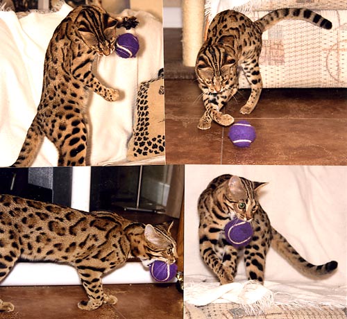 Bengal Kittens