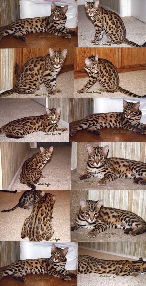 Bengal Kittens