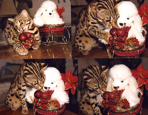 Bengal Kittens