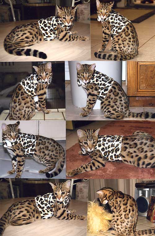 Bengal Kittens