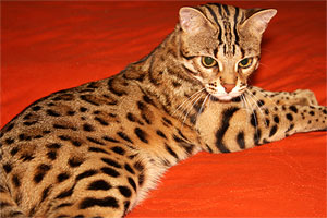 Bengal Kittens