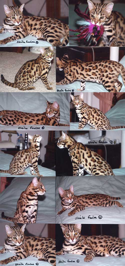 Bengal Kittens