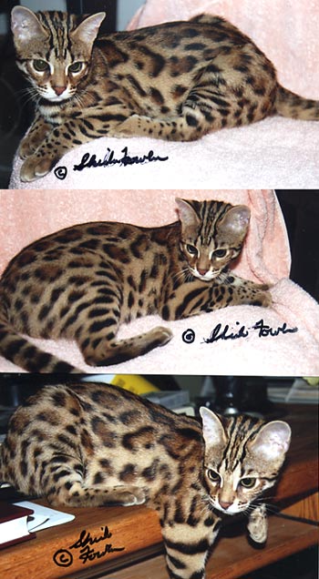Bengal Kittens