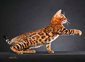 Summermist Bengals
