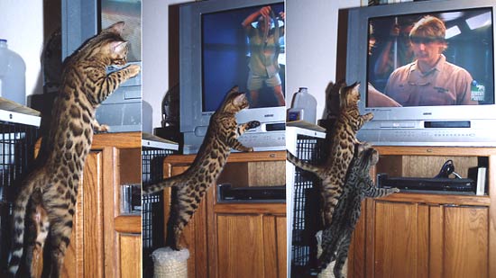 Bengal Cat San Diego from Summermist Bengals