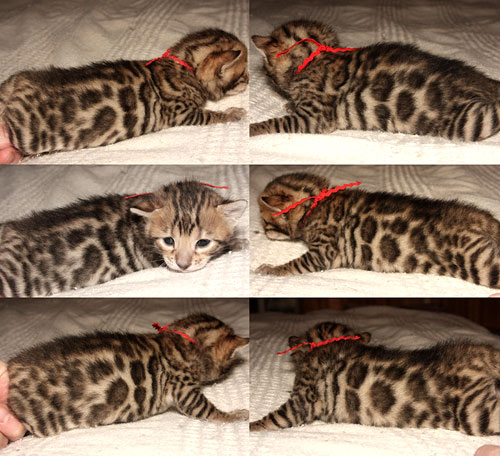Bengal Kittens