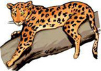 Bengal Cat