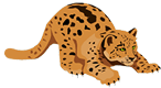 Bengal Cat