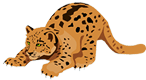 Bengal Cat