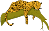 Bengal Cat