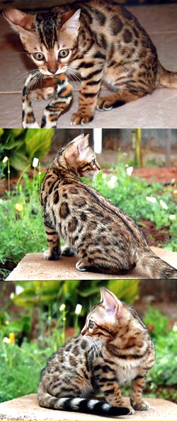 Bengal Cat