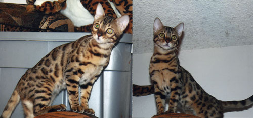 Bengal Cat