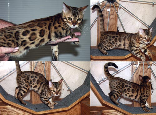Bengal Cat