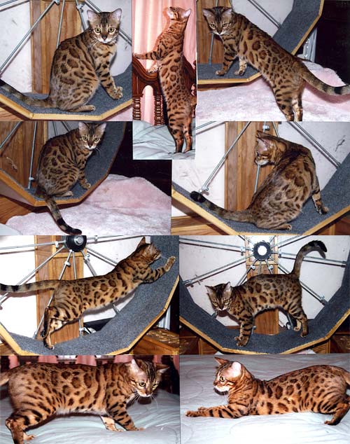 California Bengal Cat