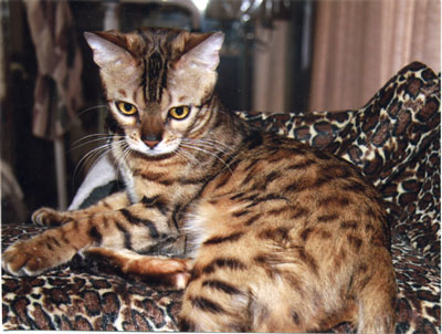 Rosetted Bengal Cat